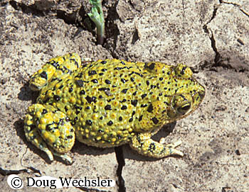 Green Toad 3171-04.jpg - 82083 Bytes